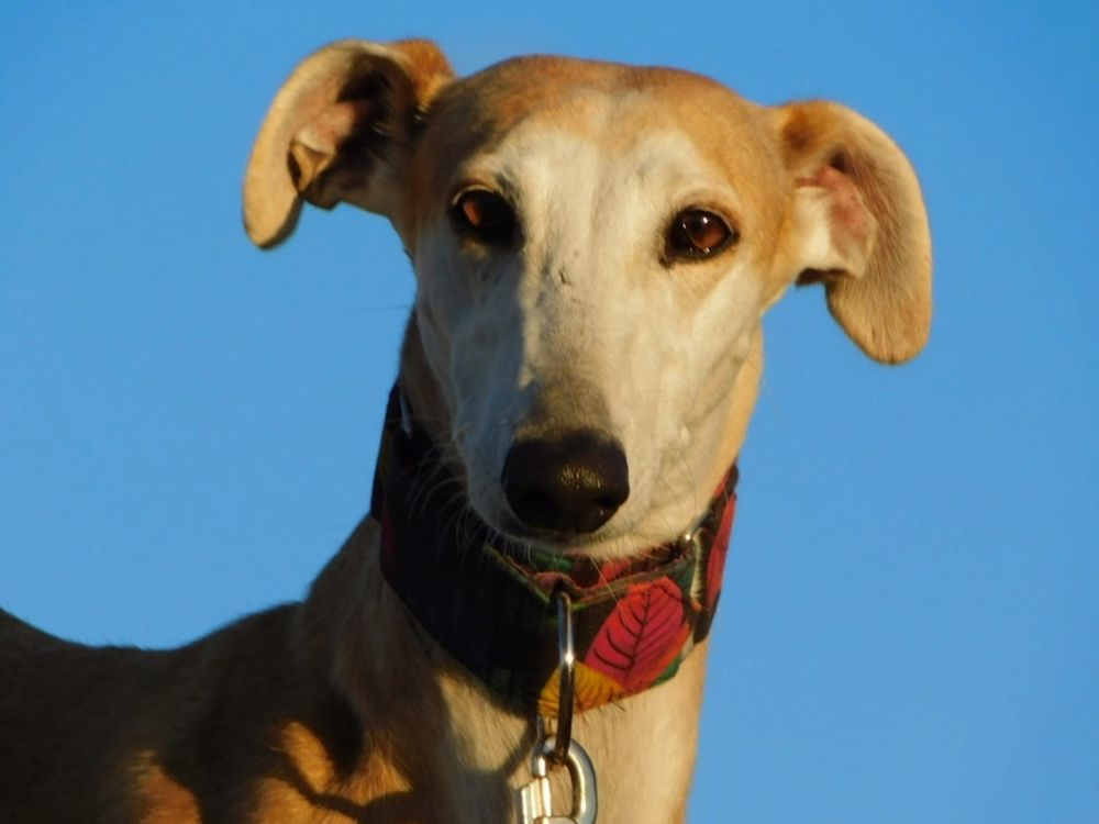 PERLA 7ans, irr&eacute;sistible femelle l&eacute;vrier espagnol 315 24140 Douville