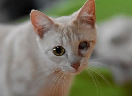 FIRA 230 27620 Gasny