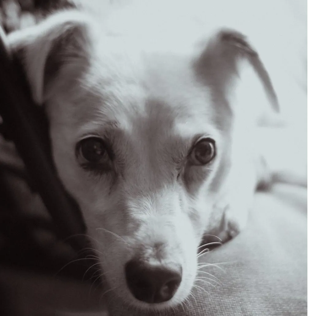 Handy &agrave; l'adoption 90 56460 S�rent