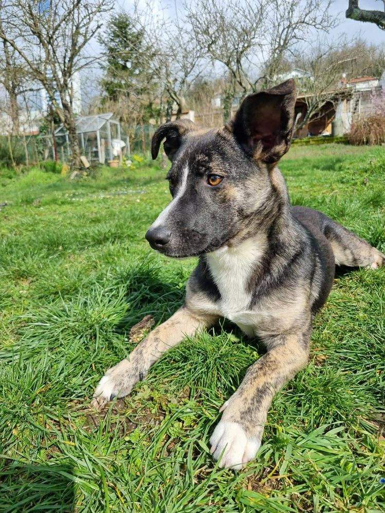 Cyrano &agrave; l'adoption 320 54520 Laxou