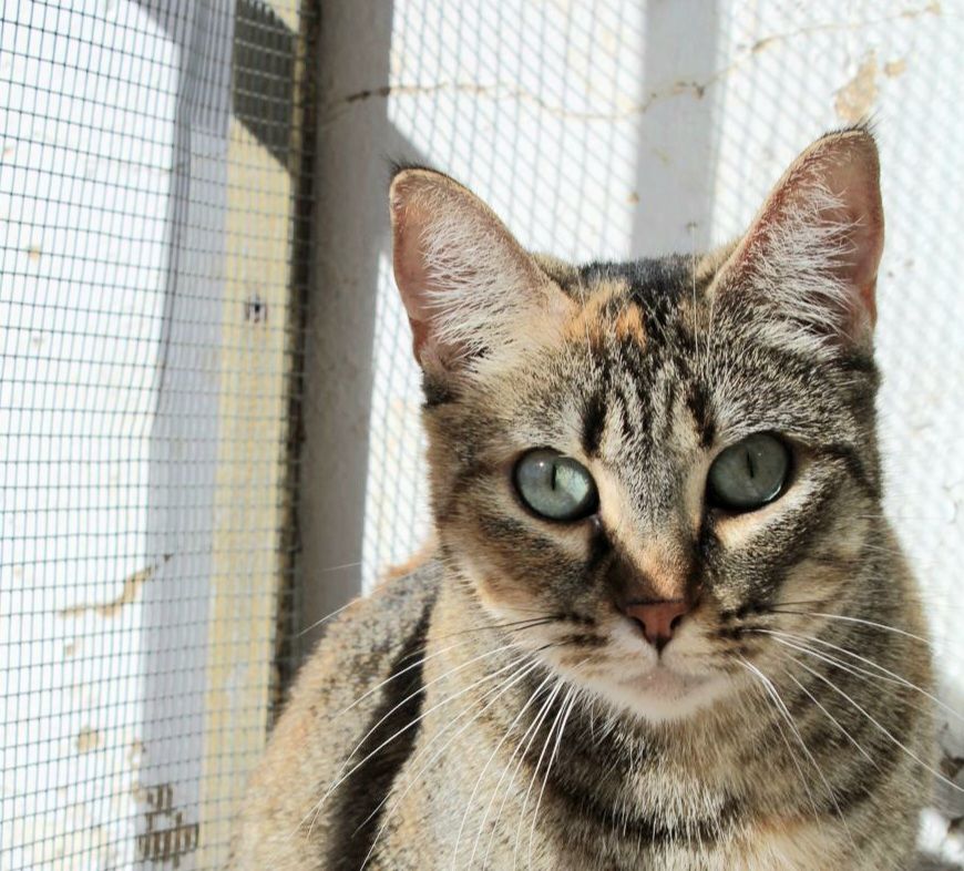 MAIA 230 27620 Gasny