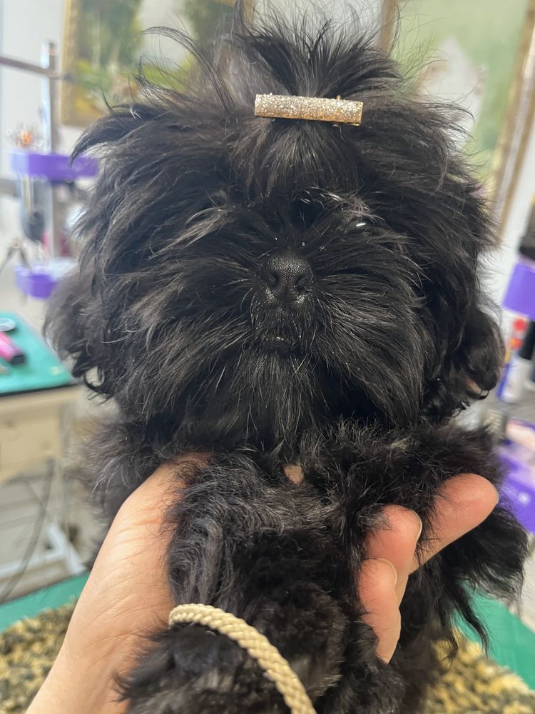 Magnifique chiot shih tzu LOF 800 58350 Nannay