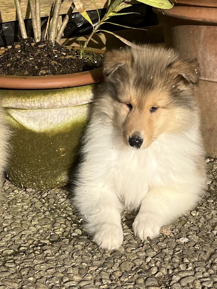 Chiot colley poil long( lassie) 950 58350 Nannay