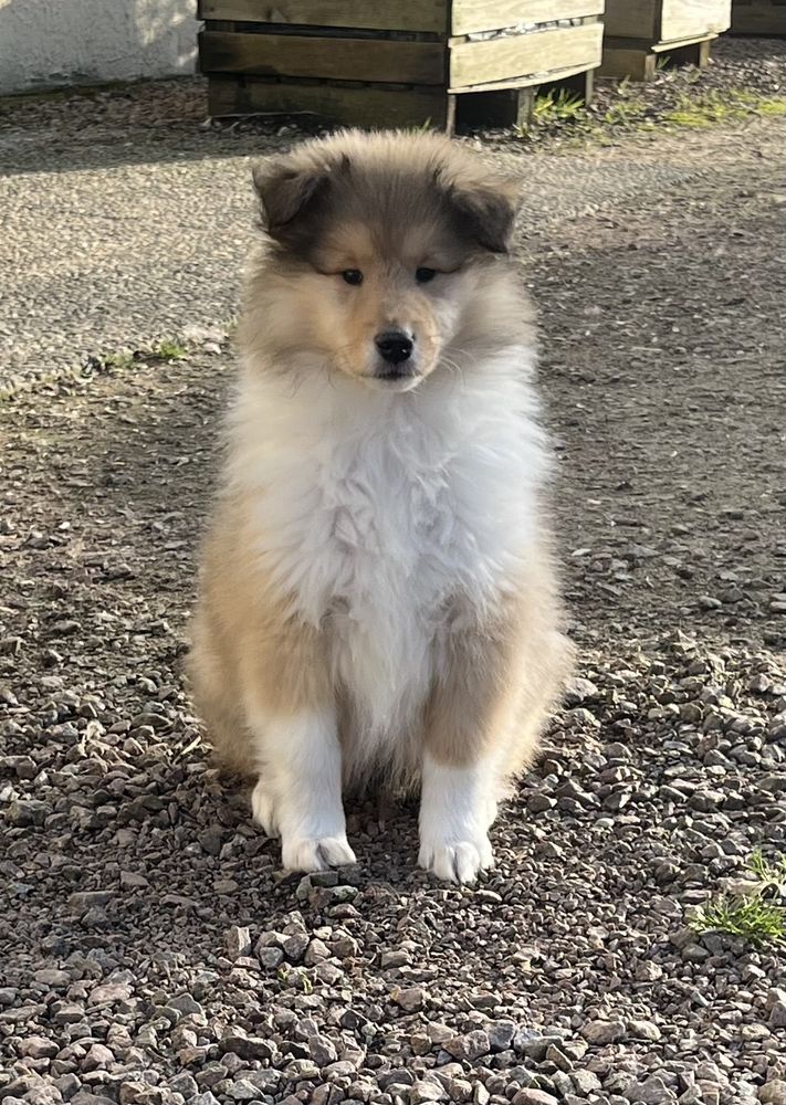 Chiots colley poil long LOF( lassie) 1200 58350 Nannay