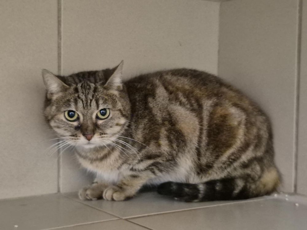 Didi 200 26700 Pierrelatte