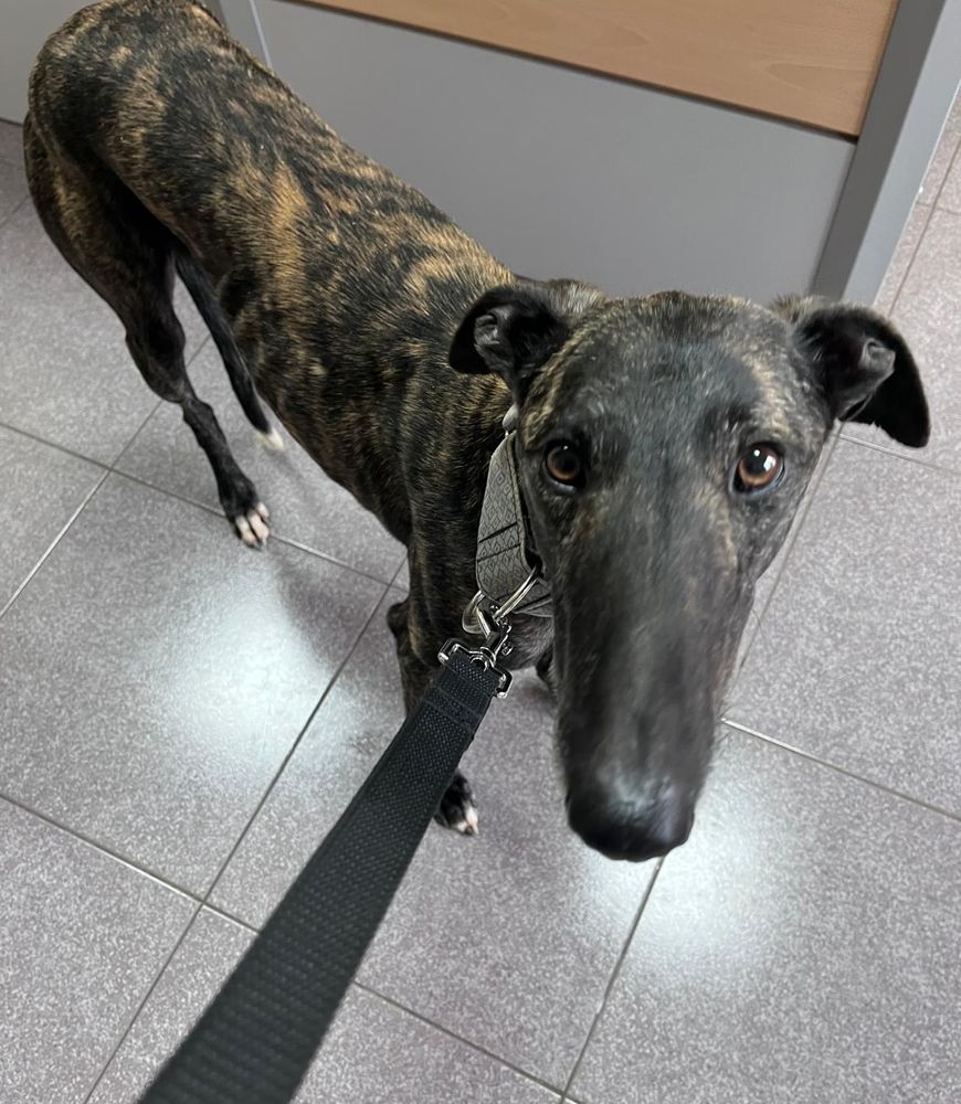 CESAR 💙 Un Roi  noble au coeur tendre 315 24140 Douville