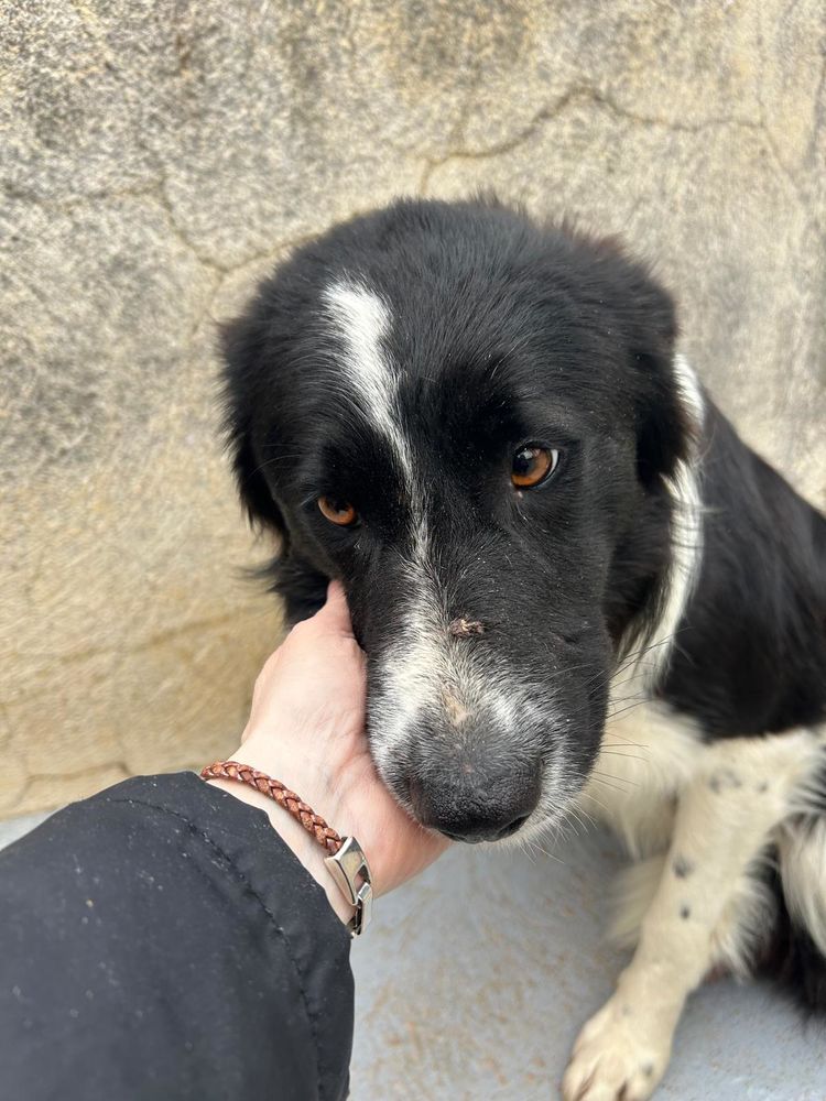 ERO💙 le border collie qui d&eacute;couvre enfin l'amour et la tendresse 315 24140 Douville