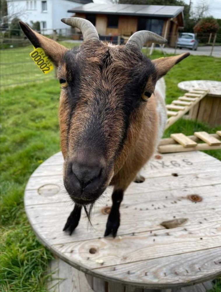 Yanis et Violette 180 22950 Tr�gueux