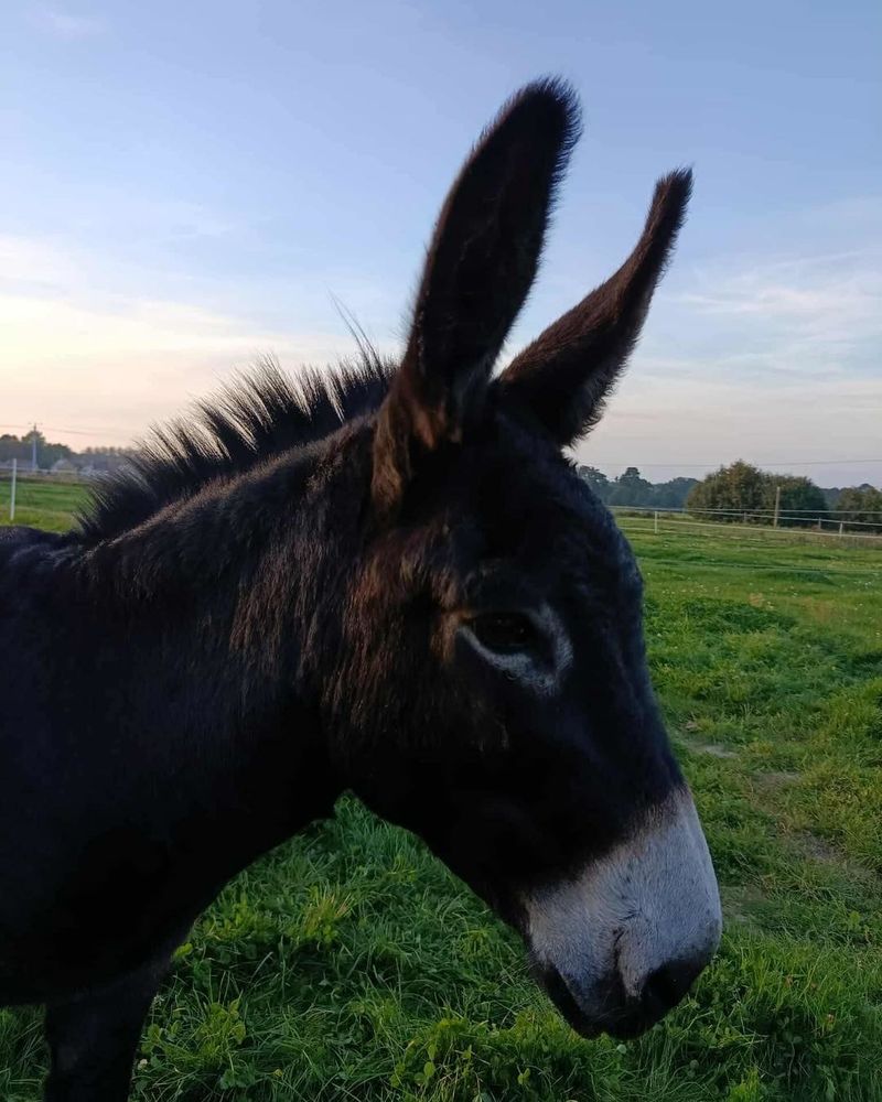 Paco est un jeune &acirc;ne de 12 ans dynamique, curieux et plein de vie. 300 35440 Ding�