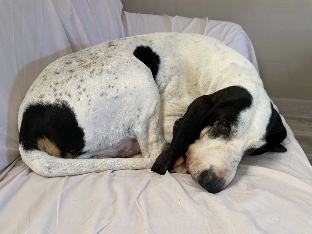 Chien MILOU &agrave; l adoption 100 07800 Beauchastel