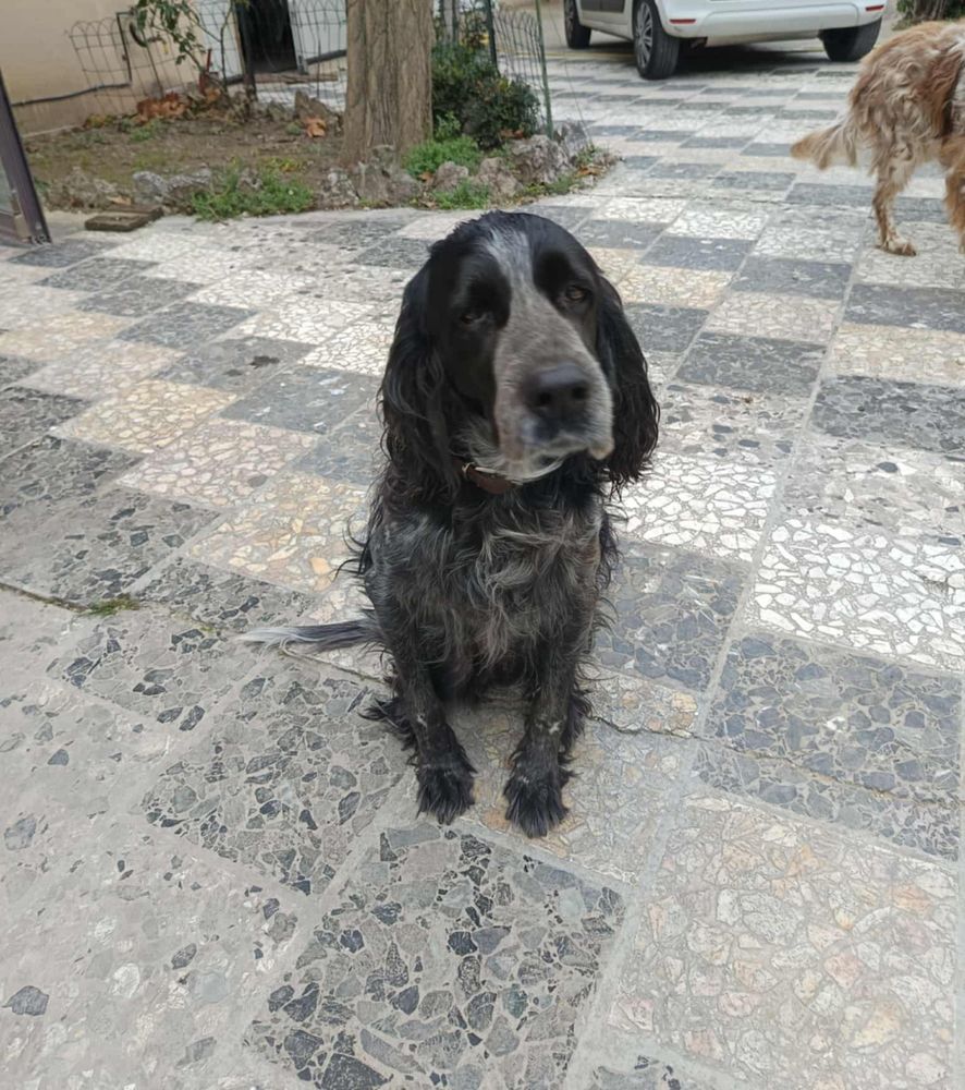 Chien INA &agrave; l adoption 100 13660 Orgon