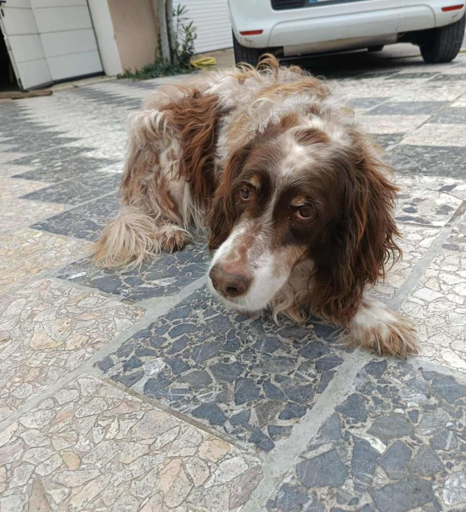 Chien JACKOU &agrave; l adoption 100 13660 Orgon