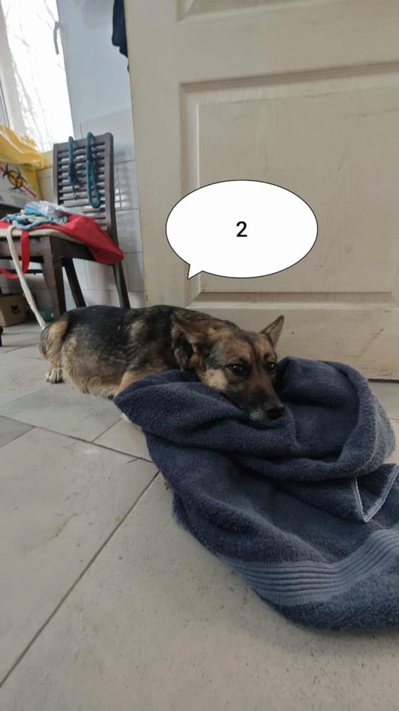 Ad&egrave;le &agrave; l'adoption 300 41000 Blois