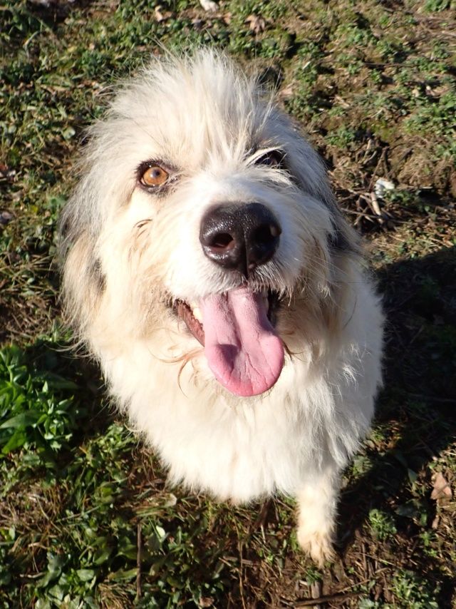 Tweeny &agrave; l'adoption 300 67000 Strasbourg