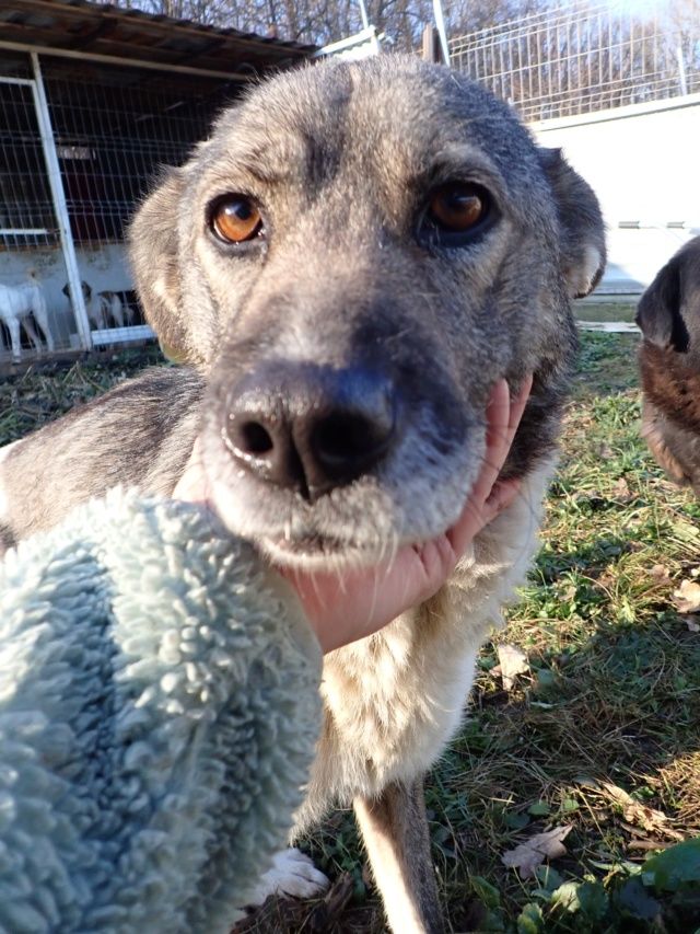 Reseda &agrave; l'adoption 200 59000 Lille