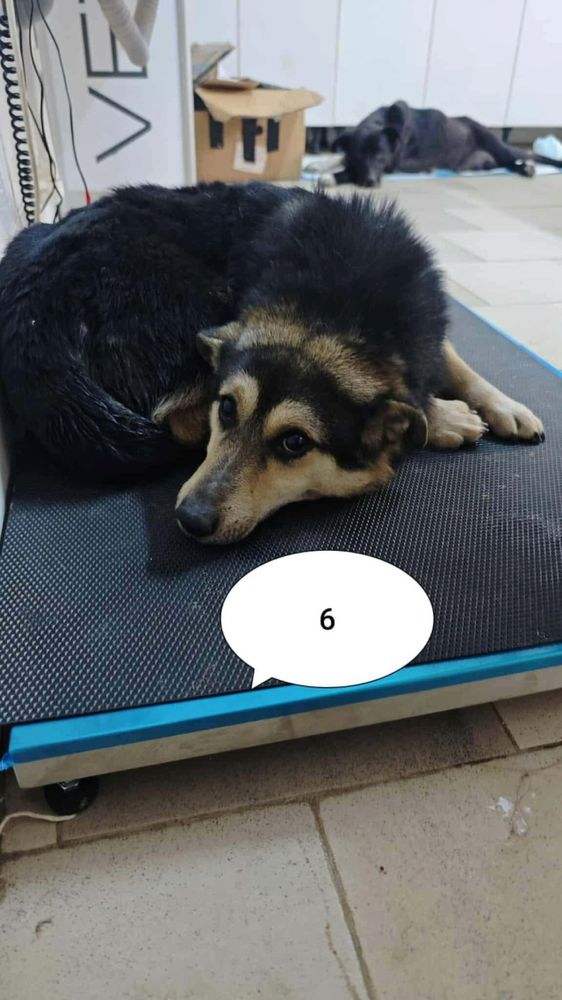 Cerruti &agrave; l'adoption 300 42000 Saint-�tienne