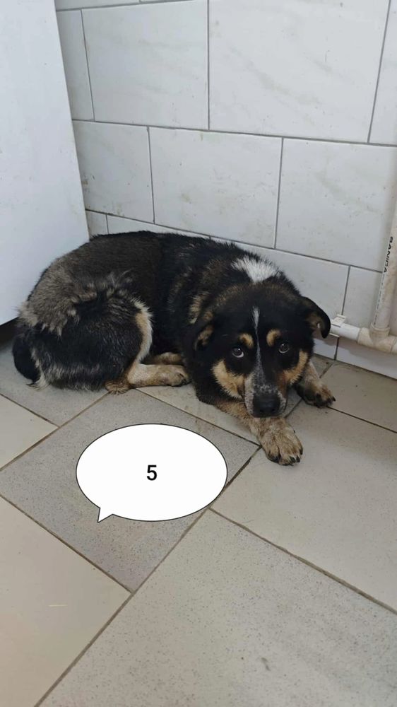 Bellini &agrave; l'adoption 300 27000 �vreux