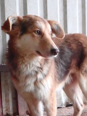 Hooper &agrave; l'adoption 300 33000 Bordeaux