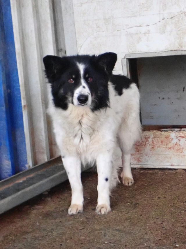 Houston &agrave; l'adoption 200 46000 Cahors