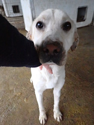 Derry &agrave; l'adoption 300 21000 Dijon