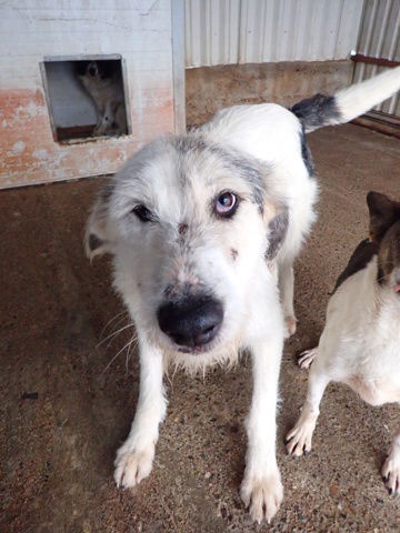 Issam &agrave; l'adoption 300 42000 Saint-�tienne