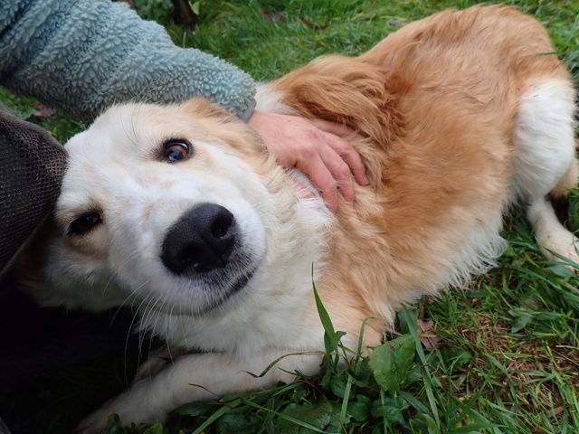 Zuko &agrave; l'adoption 300 34000 Montpellier