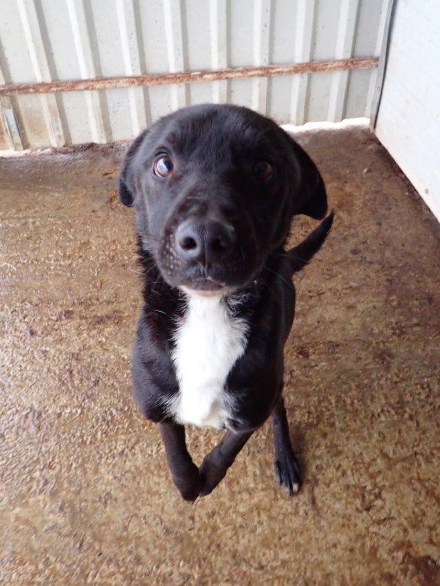 Rexi &agrave; l'adoption 300 69003 Lyon