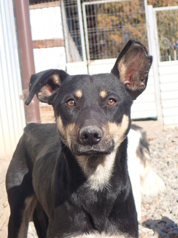 Hako &agrave; l'adoption 300 49000 Angers