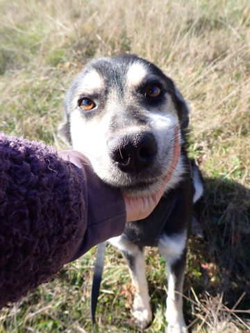 Elwis &agrave; l'adoption 300 56000 Vannes