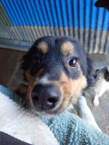 Goody &agrave; l'adoption 300 74000 Annecy