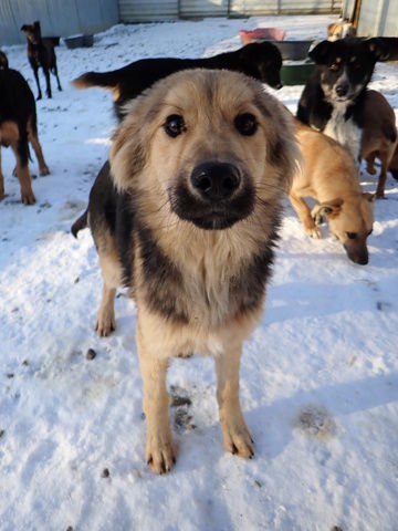 Goldy &agrave; l'adoption 320 59000 Lille