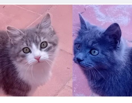 VICENTE et DONCELLA 370 27620 Gasny