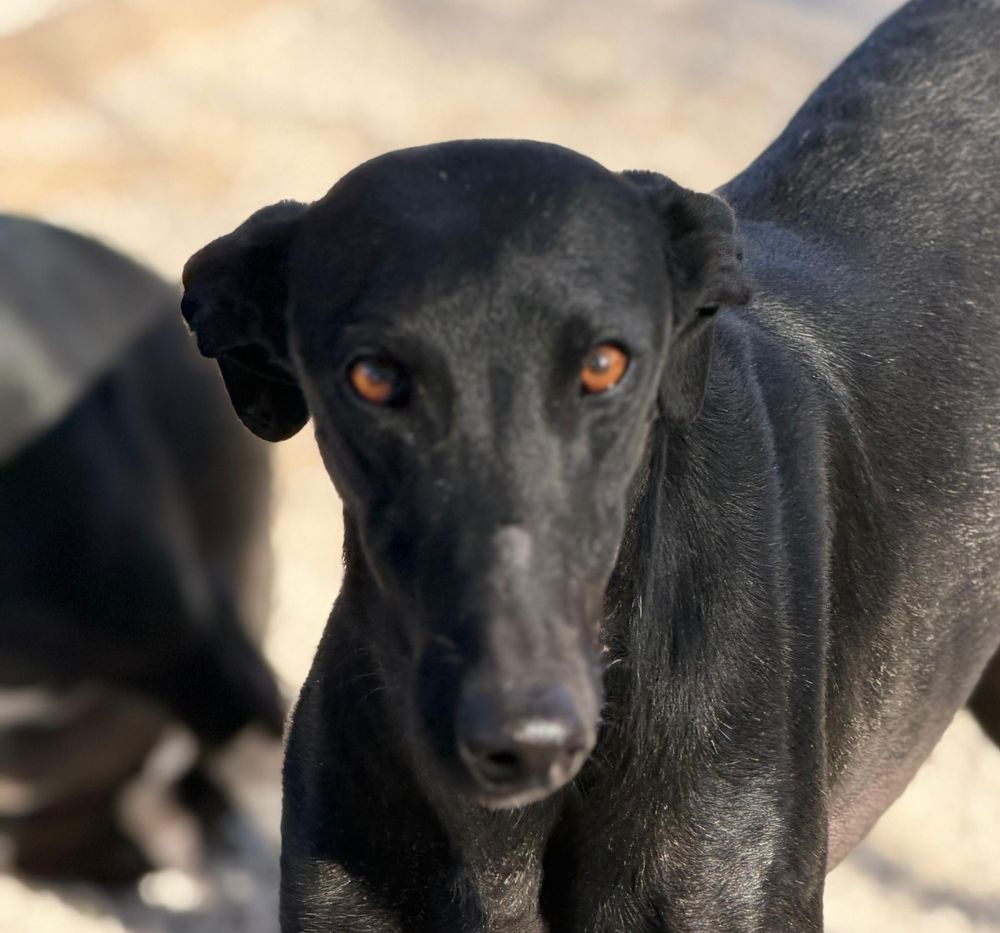 SIMON 320 27620 Gasny