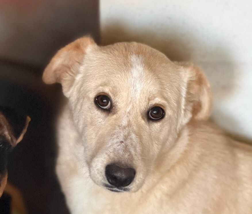 IRIS 320 27620 Gasny