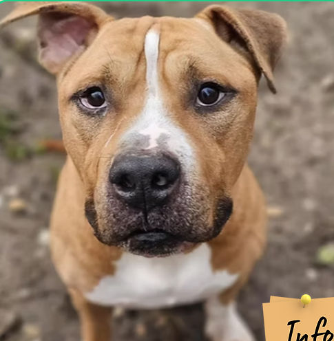 Orko ( 🆘 FA ) 130 26700 Pierrelatte