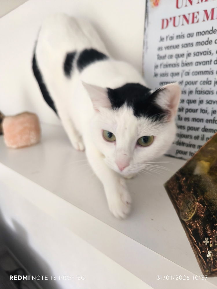 BELLA cherche sa nouvelle famille pour la vie 150 64600 Anglet