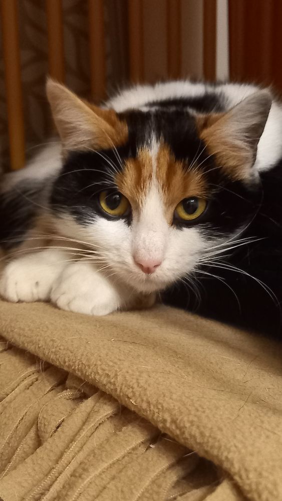 ALCALINE 115 95420 Saint-gervais