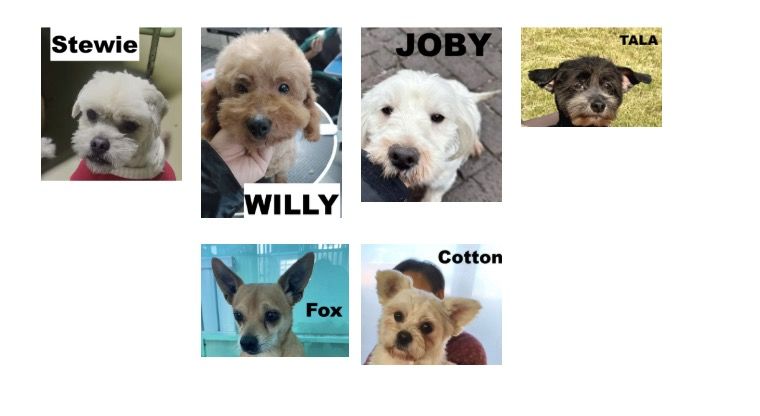 A ADOPTER CHIENS DE CHINE 0 75018 Paris