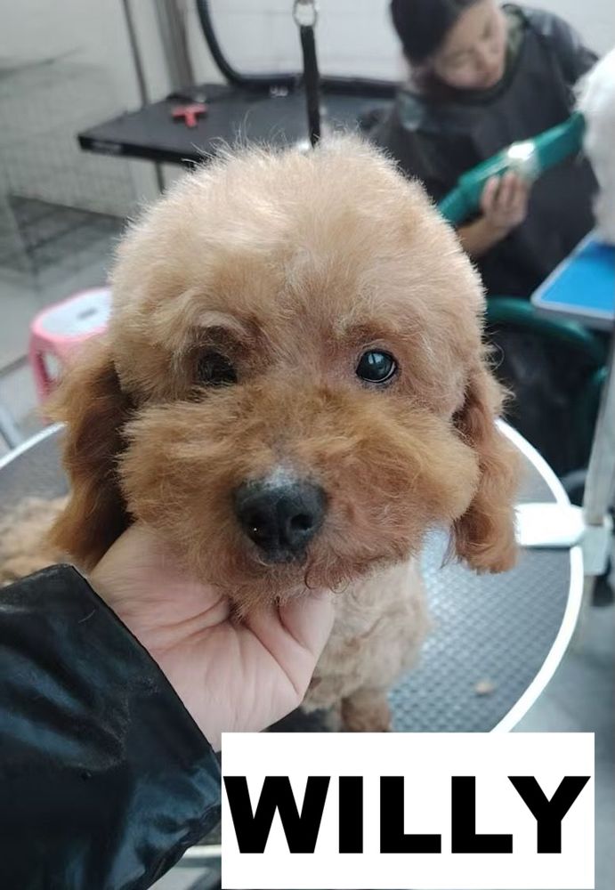 WILLY SE TROUVE DANS UN REFUGE EN CHINE 0 75018 Paris
