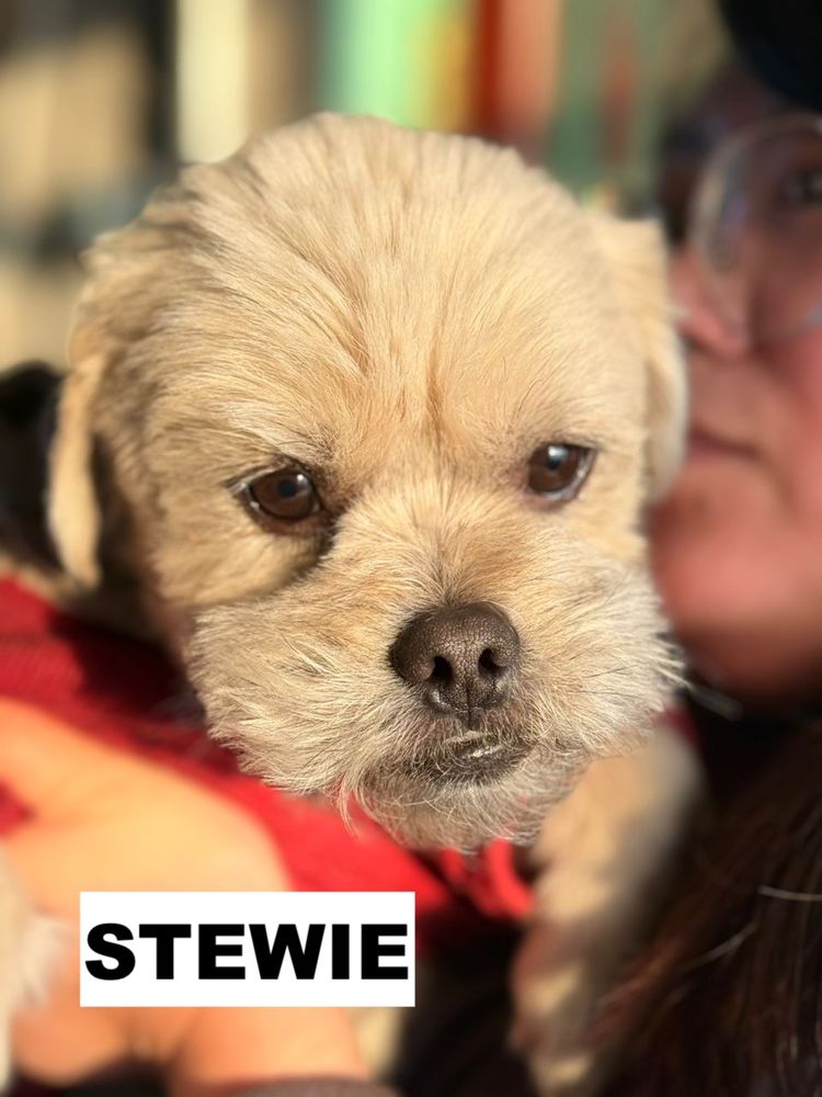 STEWIE SE TROUVE DANS UN REFUGE EN CHINE 0 75018 Paris