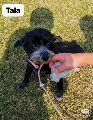 TALA SE TROUVE DANS UN REFUGE EN CHINE 0 75018 Paris