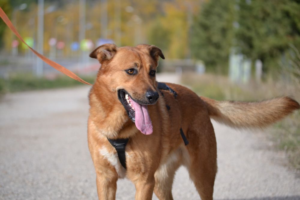 BASILI adore les humains 315 24140 Douville