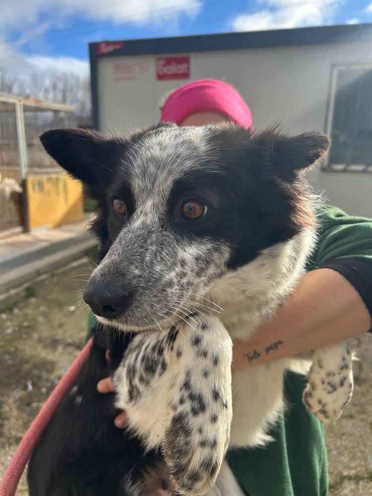 ELI🩷 Une Perle de douceur , border collie en qu&ecirc;te d'amour 315 24140 Douville