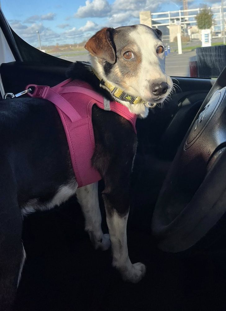 Tobby, affecteueux crois&eacute; Jack Russel 180 50630 Quettehou