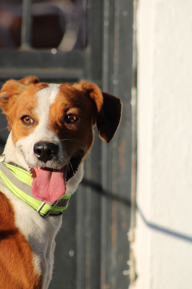 OREO 💙 abandonn&eacute; chiot et livr&eacute; &agrave; lui-m&ecirc;me , il est pr&ecirc;t &agrave; aimer pour toujours 315 24140 Douville