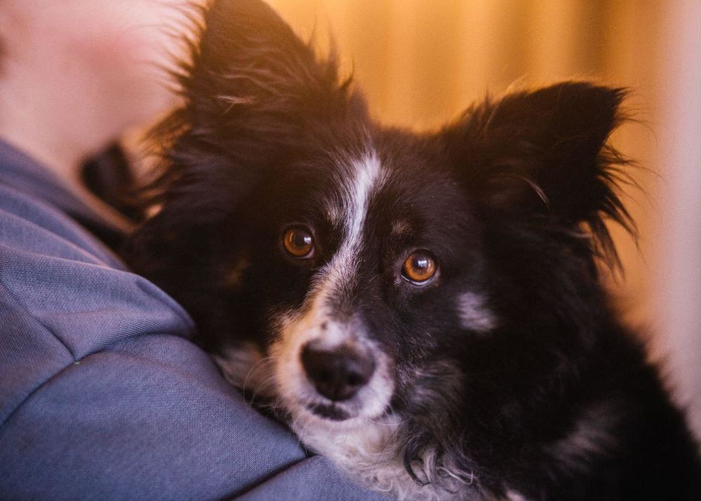 KORZHIK SE TROUVE DANS UN REFUGE EN UKRAINE 0 75018 Paris