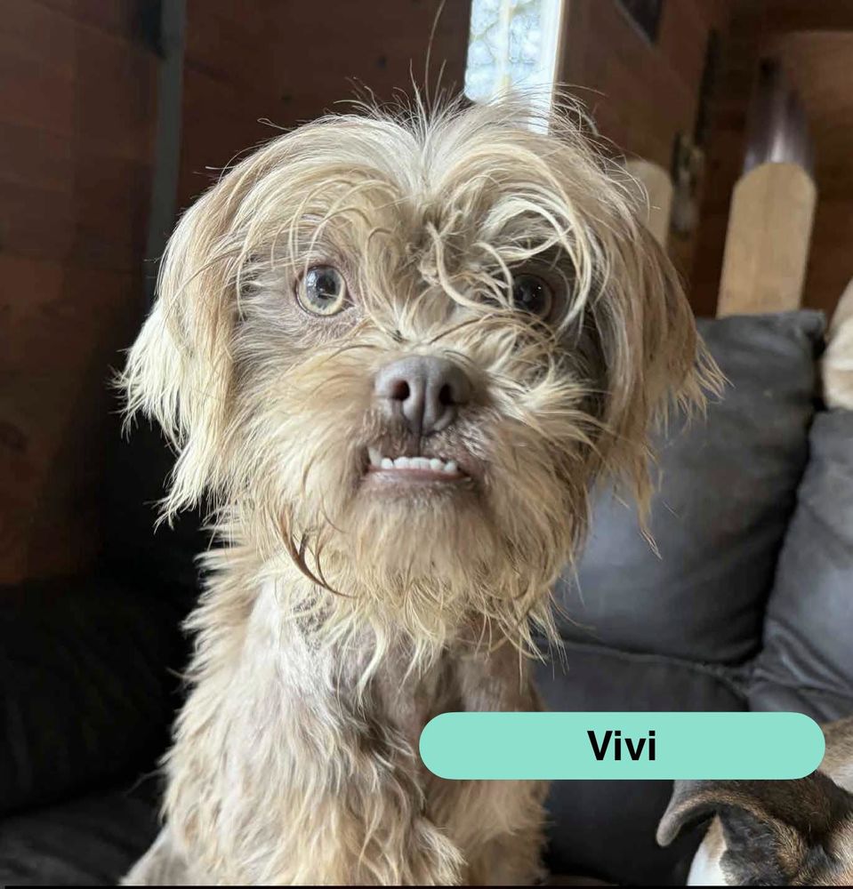 Vivi, chienne lhassa Apso &agrave; adopter 380 18800 Villabon