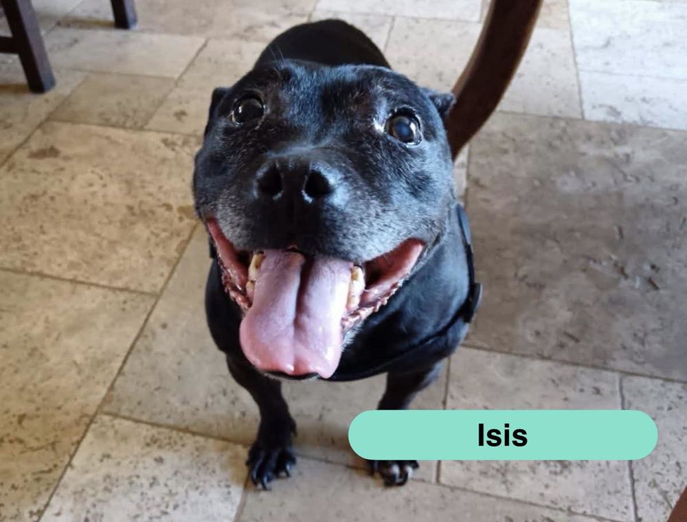 Isis, chienne &agrave; adopter 100 18210 Bessais-le-fromental