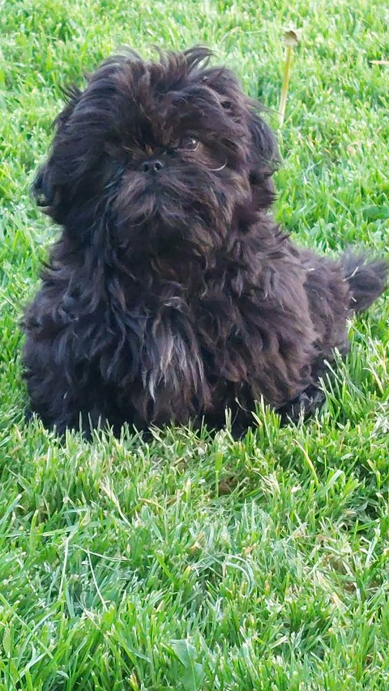 Shih tzu 800 86220 Les ormes