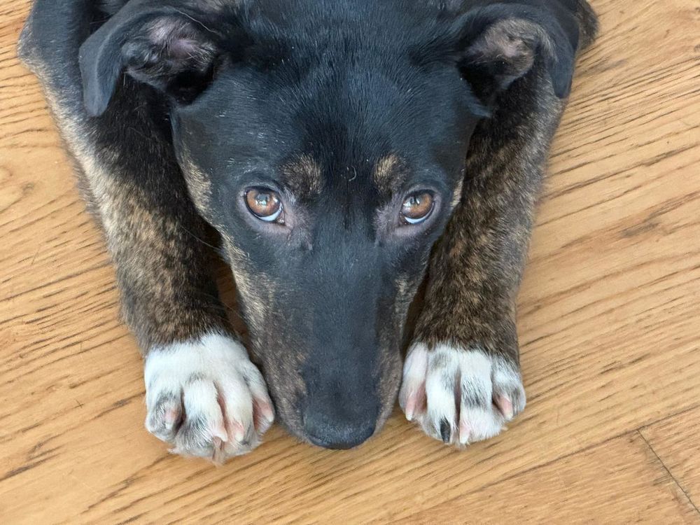 LULOU SE TROUVE EN FAMILLE D'ACCUEIL 0 75018 Paris